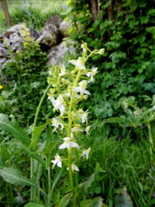 Platanthera chlorantha (Custer) Rchb., 1828