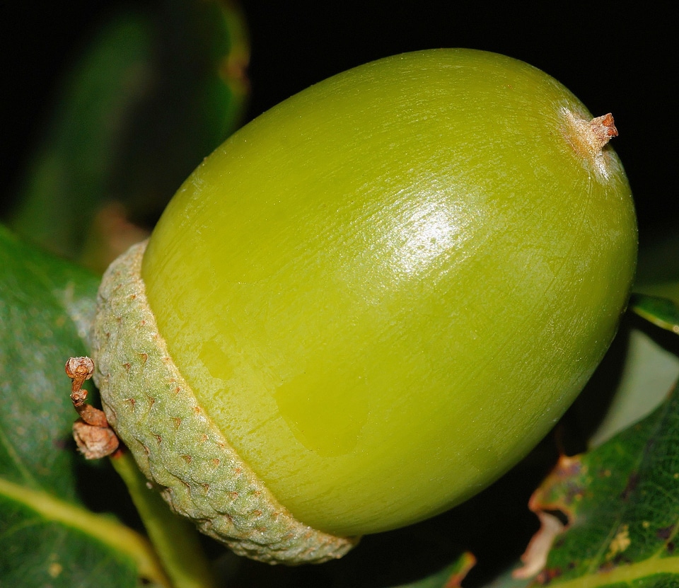Immature oak summer