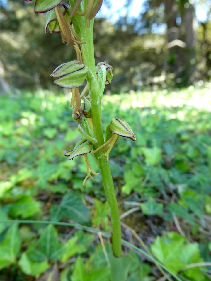 Orchis anthropophora (L.) All., 1785