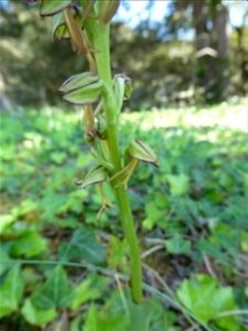 Orchis anthropophora (L.) All., 1785