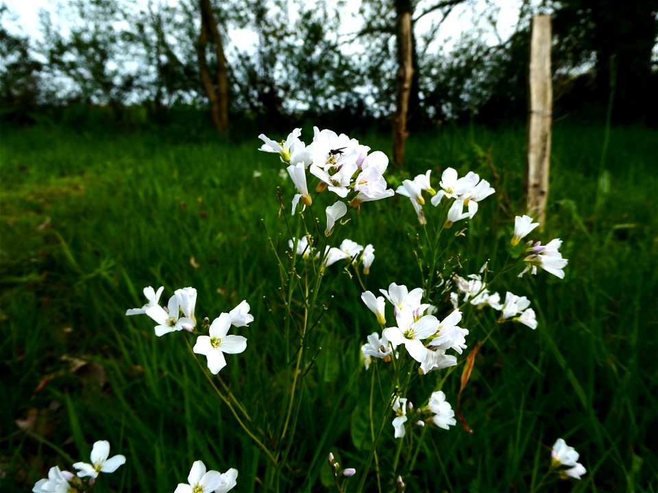 Cardamine pratensis L., 1753