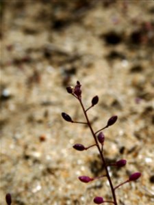 Hornungia procumbens (L.) Hayek, 1925