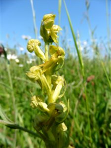 Coeloglossum viride (L.) Hartm., 1820