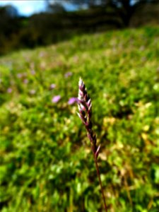 Poa bulbosa L., 1753