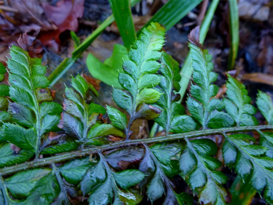 Polystichum aculeatum (L.) Roth, 1799
