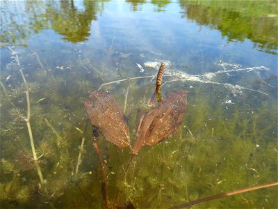 Potamogeton coloratus Hornem., 1813