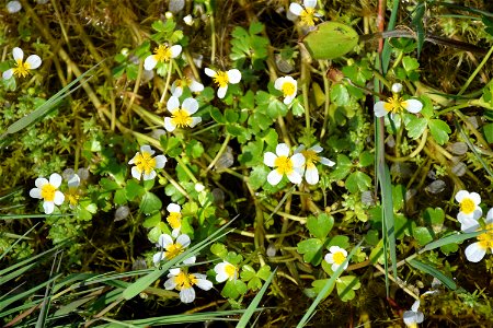 Ranunculus peltatus subsp. baudotii (Godr.) Meikle ex C.D.K.Cook, 1984