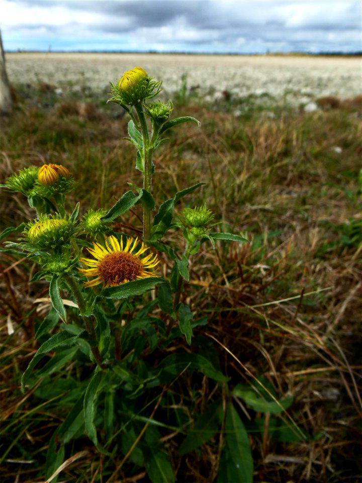 Inula britannica L., 1753