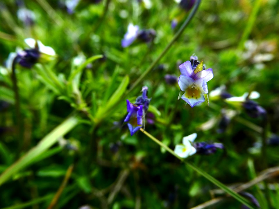 Viola kitaibeliana Schult., 1819