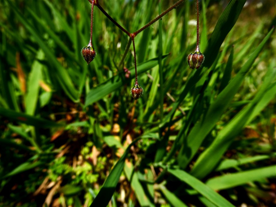 Spergula arvensis L., 1753