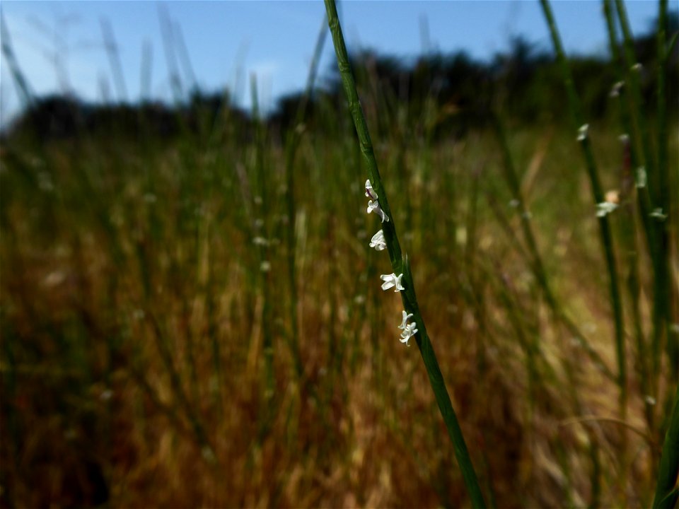 Parapholis strigosa (Dumort.) C.E.Hubb., 1946