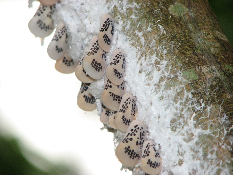 Butterflies insects silk