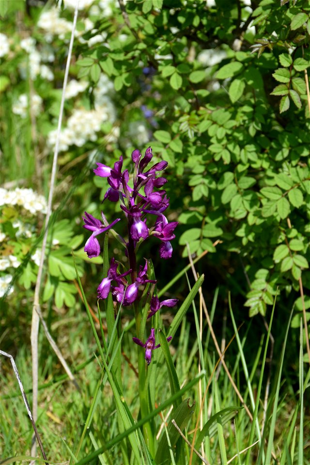 Anacamptis laxiflora (Lam.) R.M.Bateman, Pridgeon & M.W.Chase, 1997