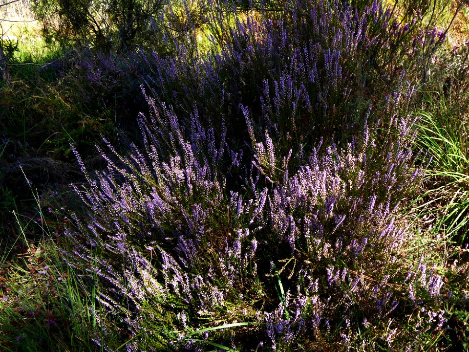 Calluna vulgaris (L.) Hull, 1808