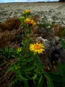 Inula britannica L., 1753