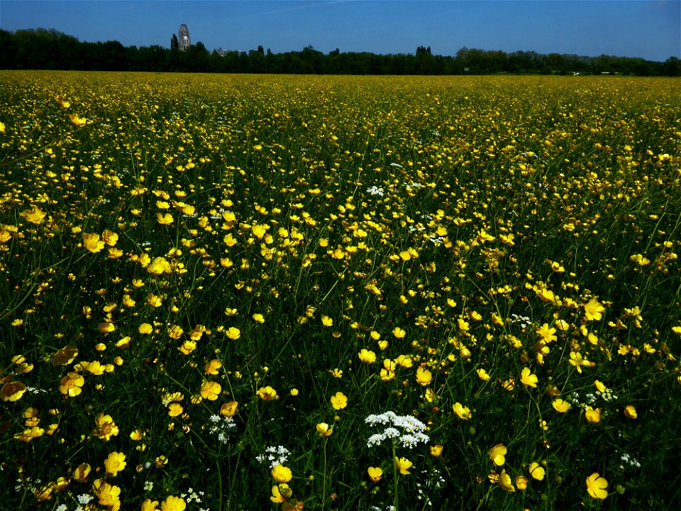 Ranunculus acris L., 1753