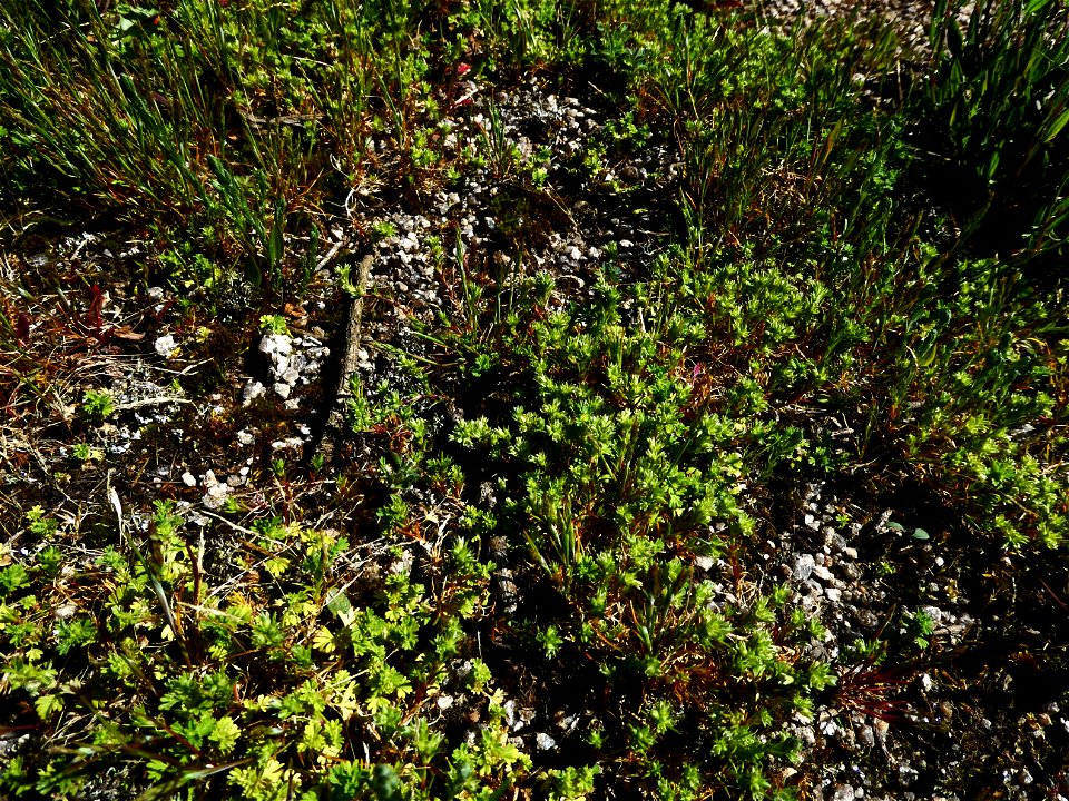 Scleranthus annuus L., 1753