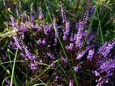 Calluna vulgaris (L.) Hull, 1808