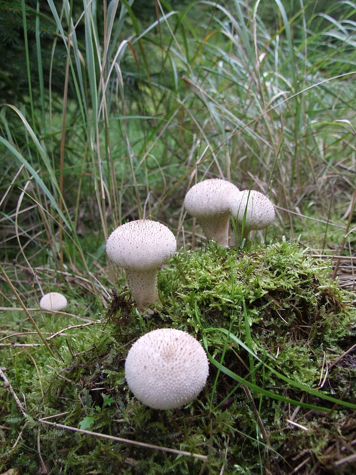 Forest floor group moss