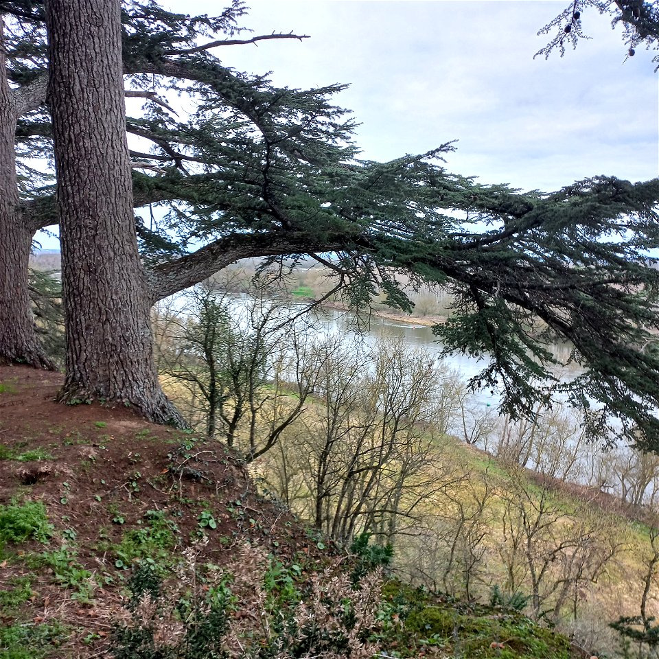 Cedrus atlantica (Manetti ex Endl.) Carrière, 1855
