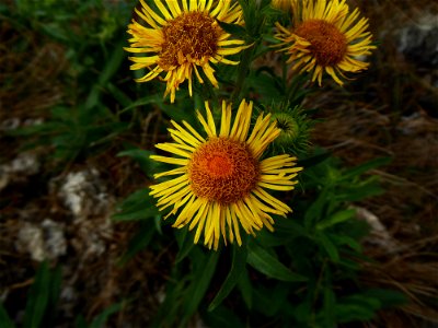 Inula britannica L., 1753