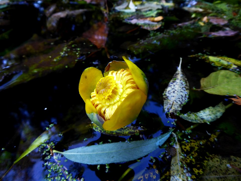 Nuphar lutea (L.) Sm., 1809
