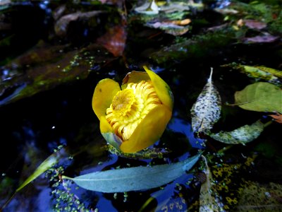 Nuphar lutea (L.) Sm., 1809