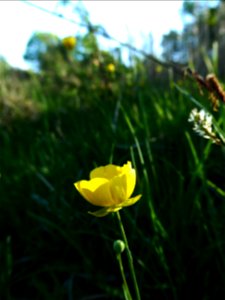 Ranunculus gramineus L., 1753 photo