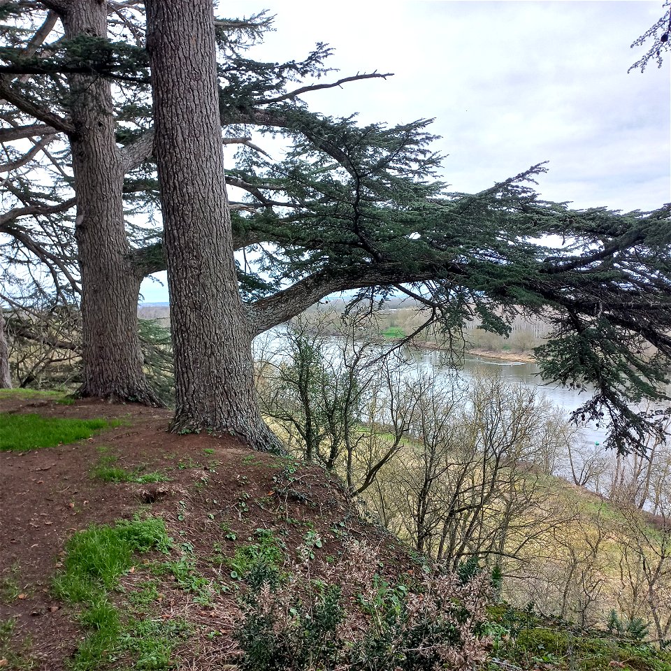 Cedrus atlantica (Manetti ex Endl.) Carrière, 1855