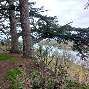 Cedrus atlantica (Manetti ex Endl.) Carrière, 1855