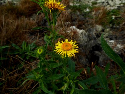 Inula britannica L., 1753
