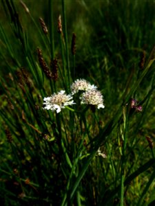 Oenanthe fistulosa L., 1753