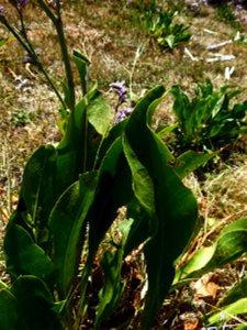 Limonium vulgare Mill., 1768
