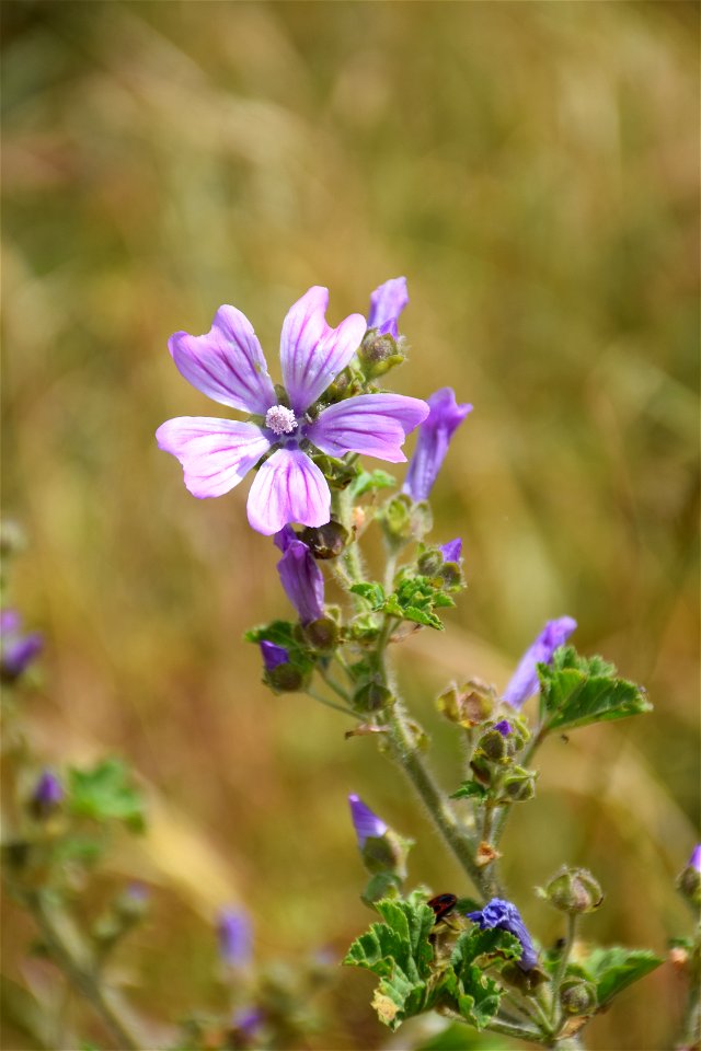 Malva sylvestris L., 1753