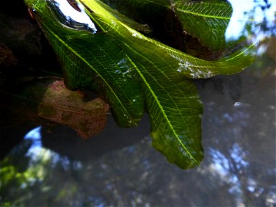 Potamogeton lucens L., 1753