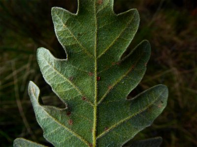 Quercus pyrenaica Willd., 1805