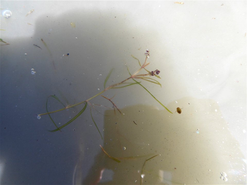 Potamogeton berchtoldii Fieber, 1838