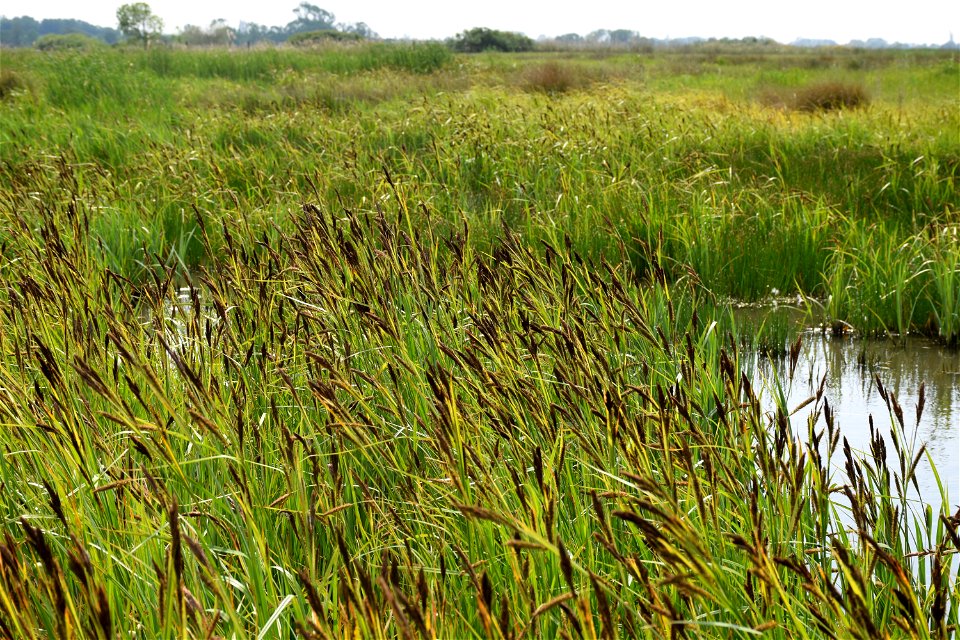 Carex riparia Curtis, 1783