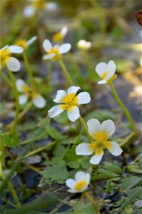 Ranunculus peltatus subsp. baudotii (Godr.) Meikle ex C.D.K.Cook, 1984