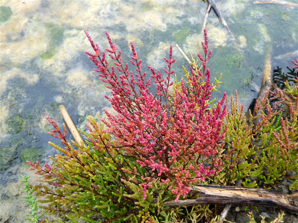 Salicornia ramosissima (Hook.f.) J.Woods ex E.S.Marshall, 1908