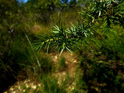 Juniperus communis L., 1753
