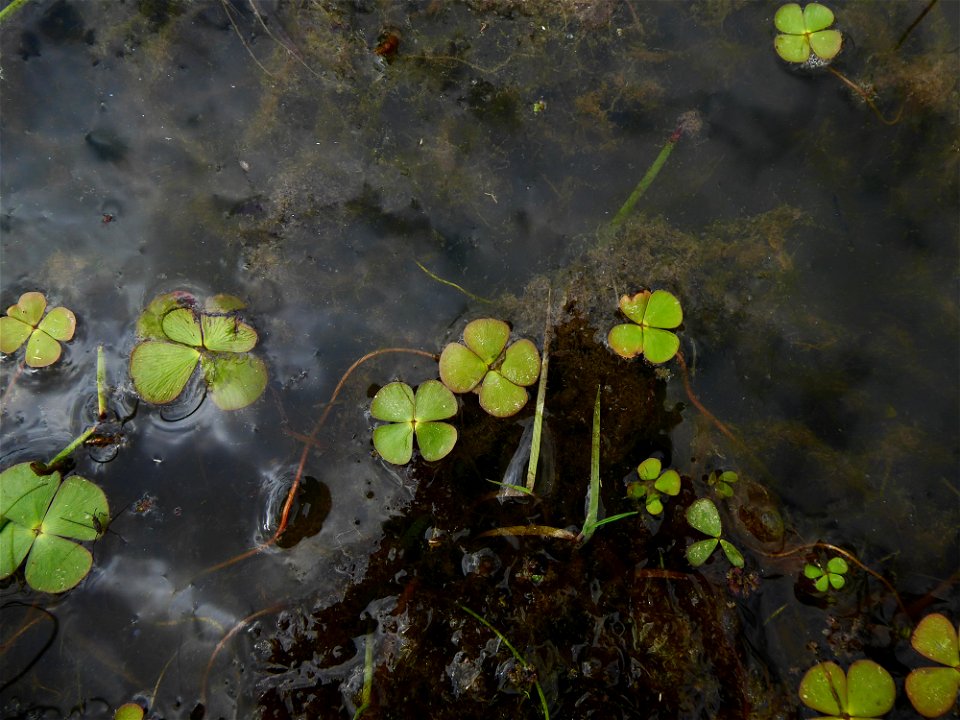 Marsilea quadrifolia L., 1753