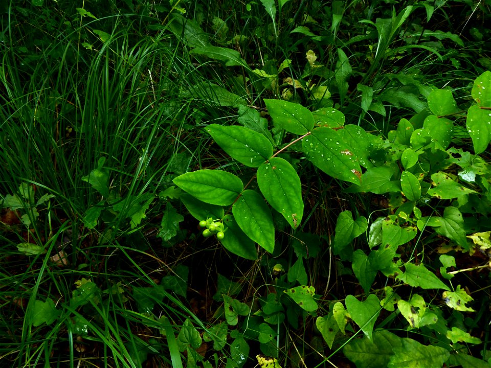 Hypericum androsaemum L., 1753