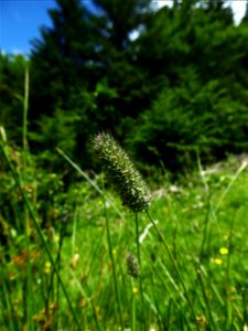 Phleum alpinum L., 1753