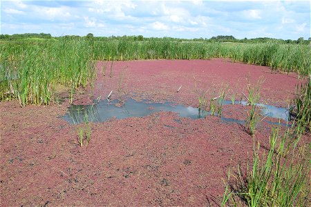 Azolla filiculoides Lam., 1783
