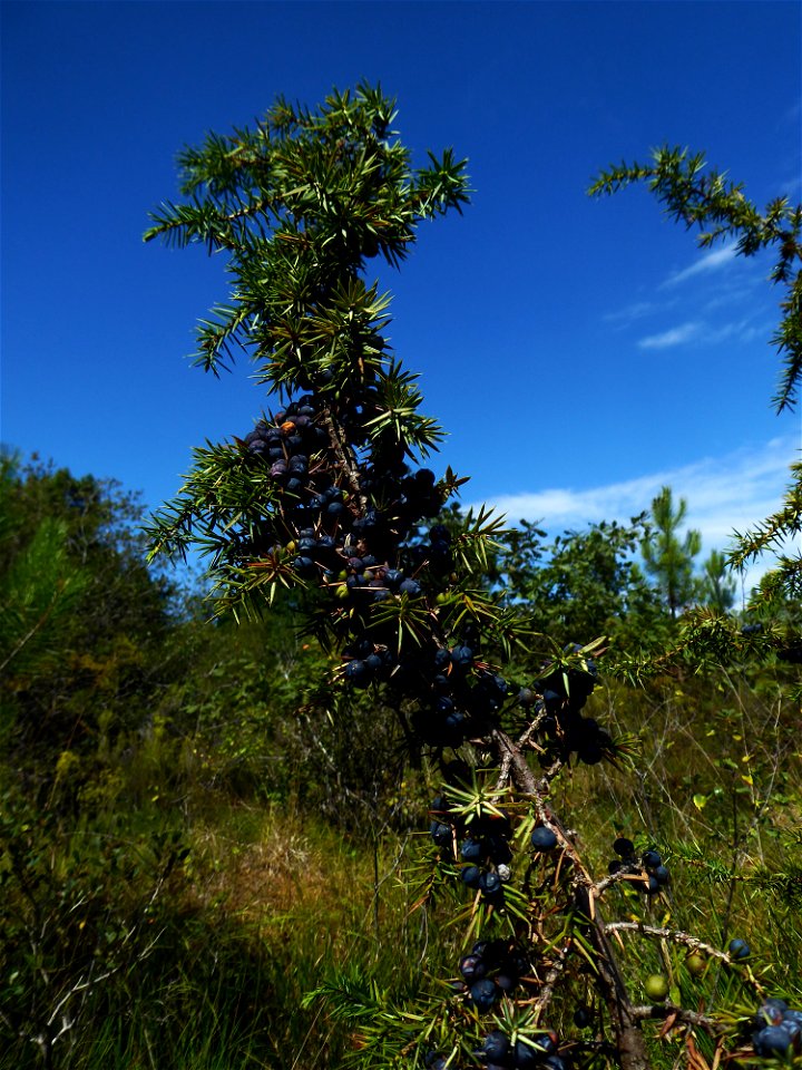 Juniperus communis L., 1753