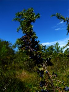 Juniperus communis L., 1753