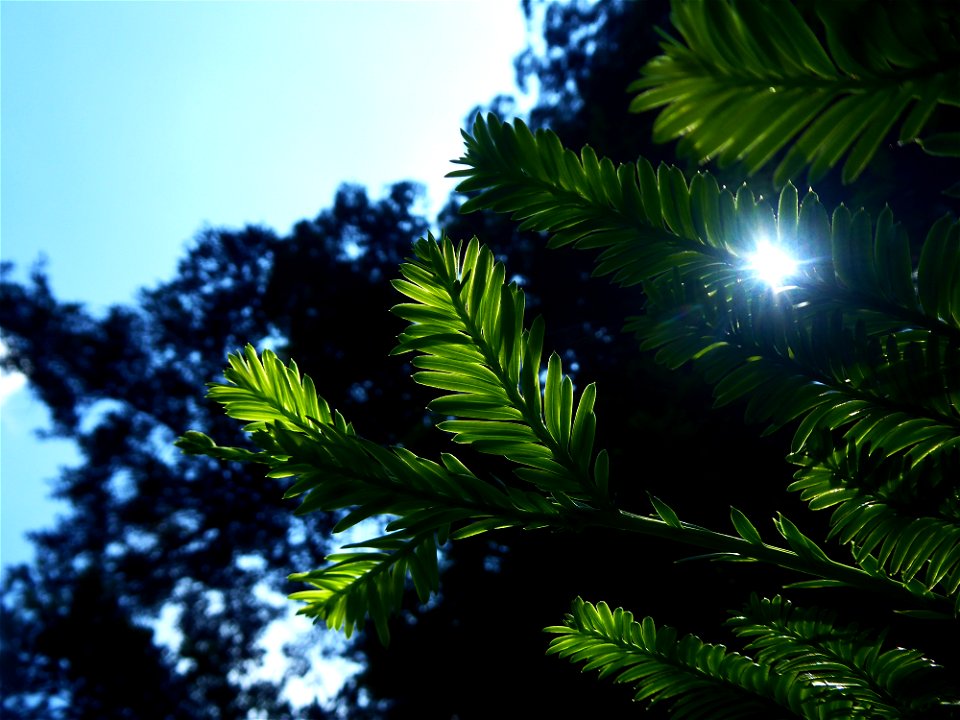 Sequoia sempervirens (D.Don) Endl., 1847