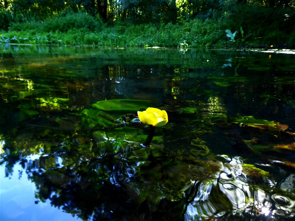 Nuphar lutea (L.) Sm., 1809