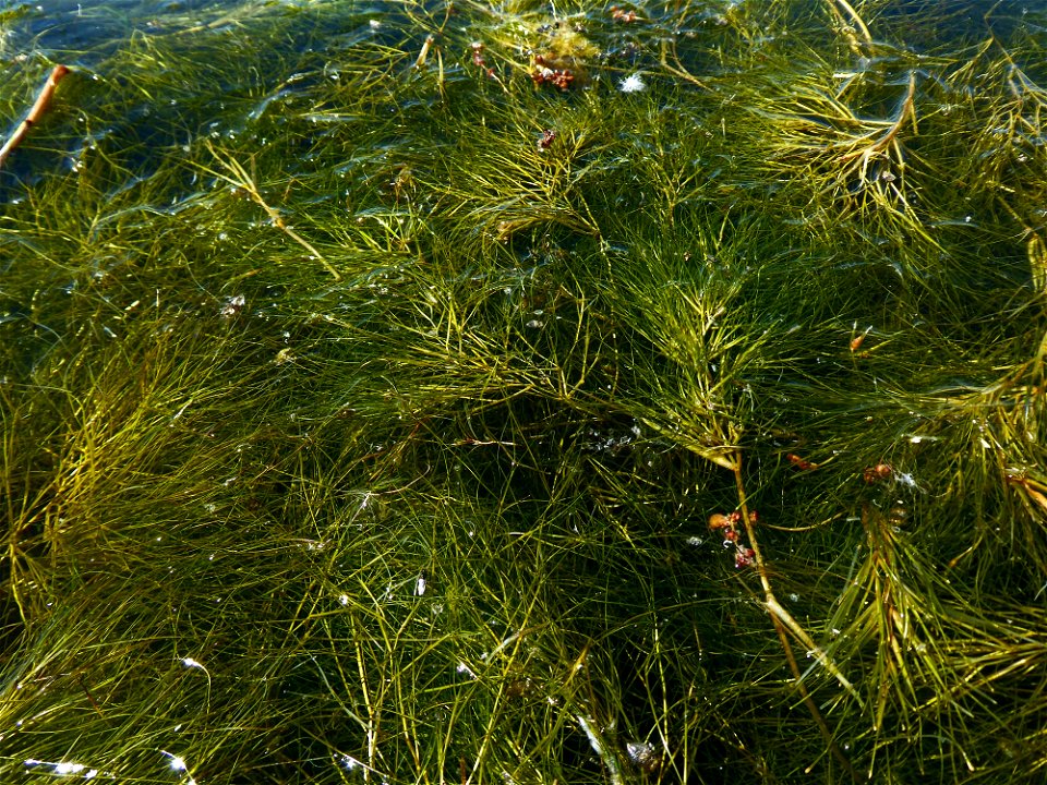Stuckenia pectinata (L.) Börner, 1912
